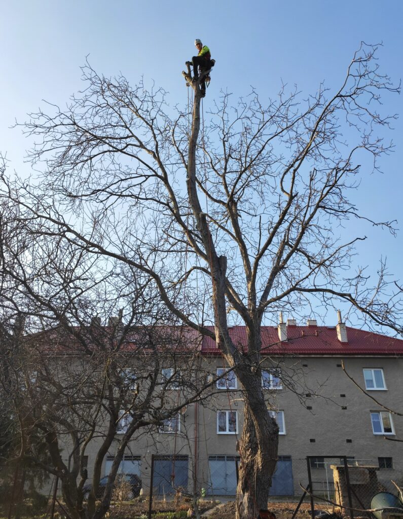Postupné kácení Ořechu. Olomouc